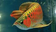 Best Quality Asian Red Arowana And Many Others For Sale ...